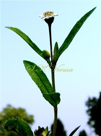  Flowering shoot